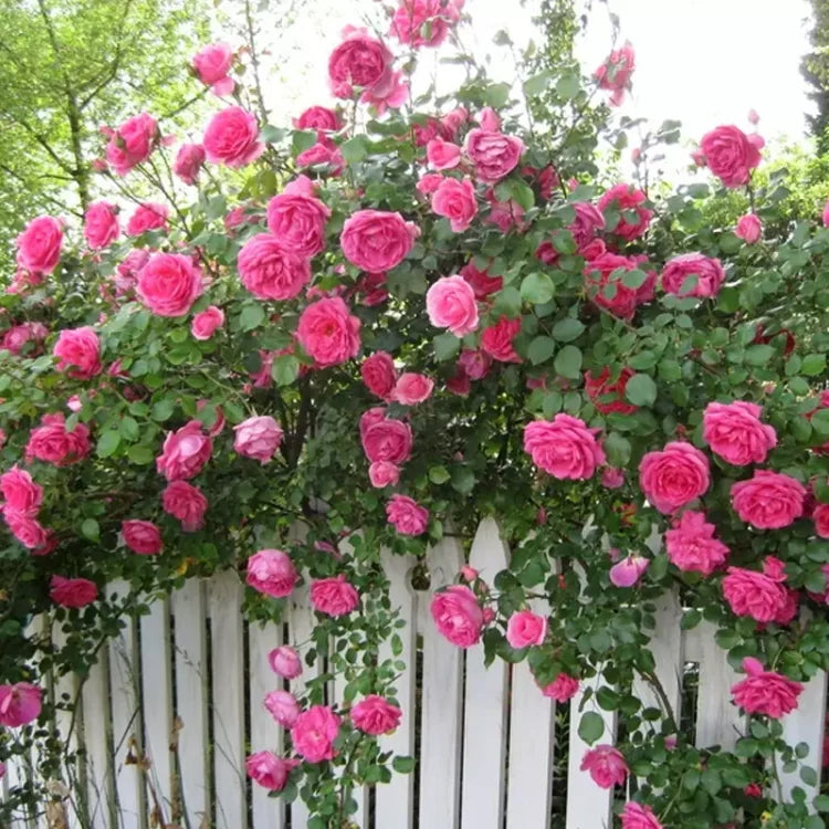 EverBloom Rose Seeds - A Living Wall of Flowers. + 50% OFF