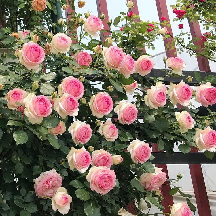 EverBloom Rose Seeds - A Living Wall of Flowers. + 50% OFF