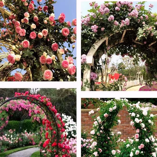 EverBloom Rose Seeds - A Living Wall of Flowers. + 50% OFF