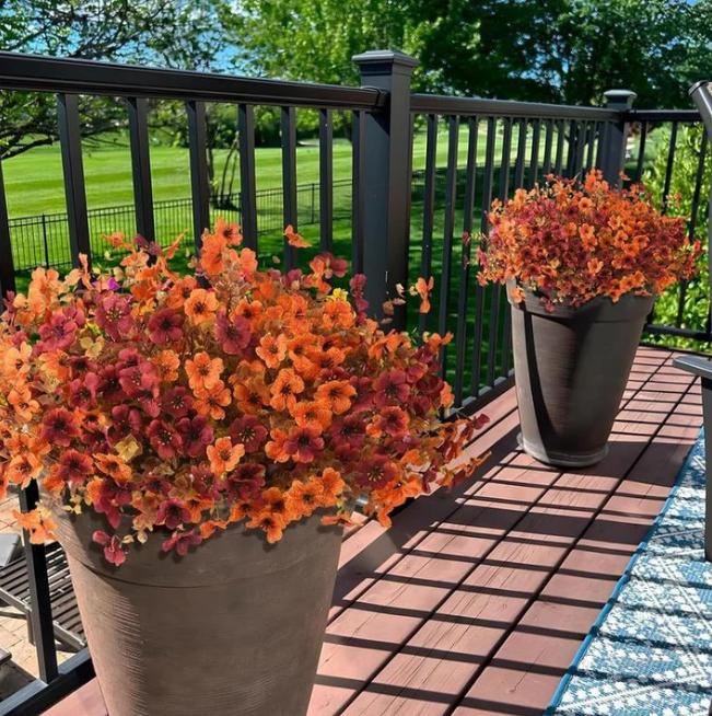 EverBrite Sunset Mums - A Perfect Fall Porch, Guaranteed - BUY 2 GET 2 FREE