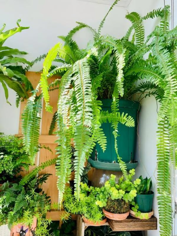 Forever Fern - Bring nature home without the maintenance. 50% OFF