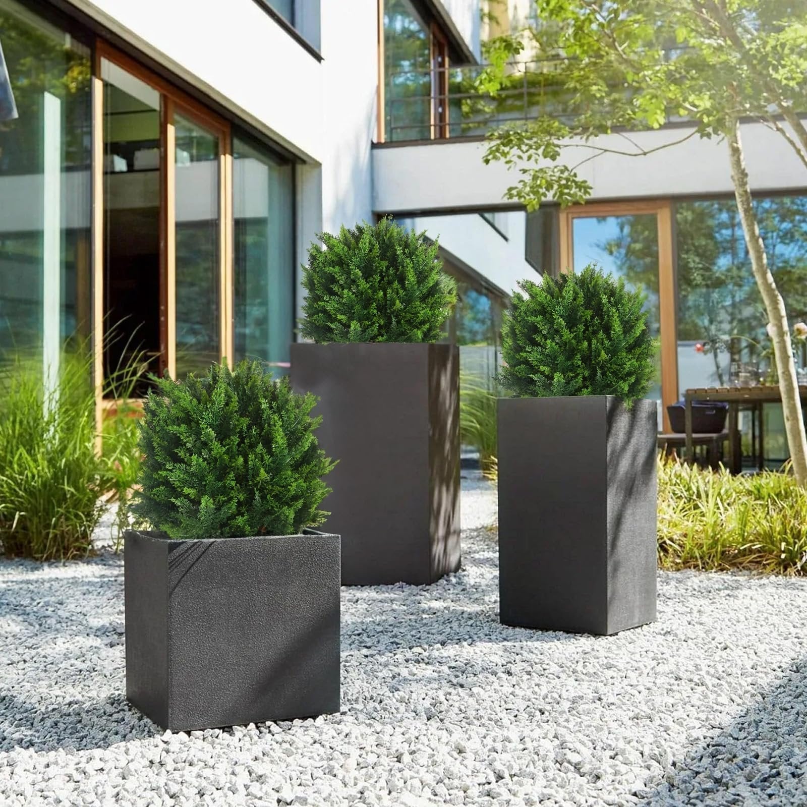 EverGreen Cedar Tree - Instant Curb Appeal + 50% OFF