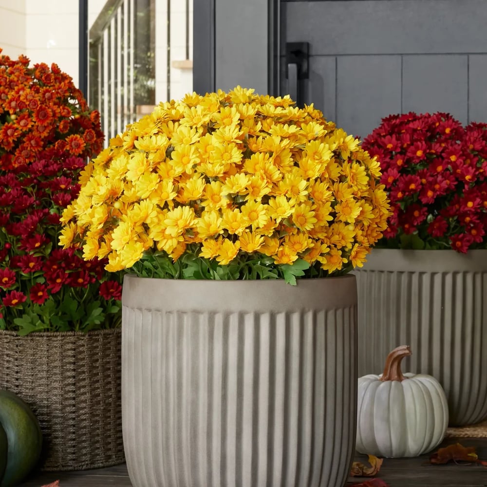 The EverFall Mum - A Perfect Fall Porch, Effortlessly - 50% OFF