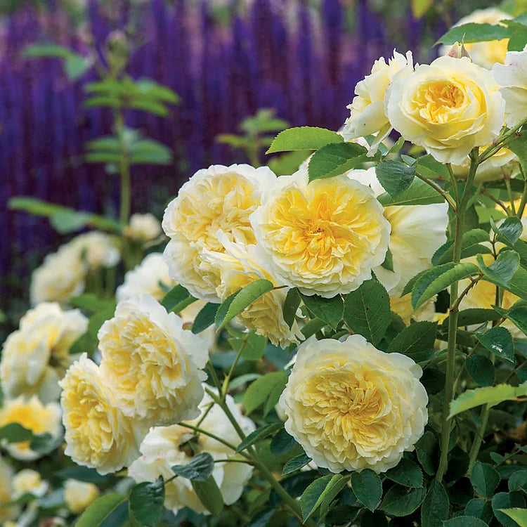EverBloom Rose Seeds - A Living Wall of Flowers. + 50% OFF