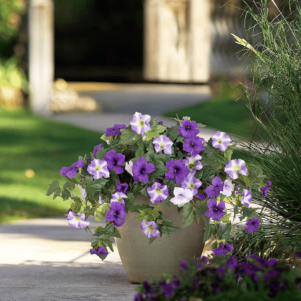 EverBloom Petunias - A Perfect Garden, Effortlessly - 50% OFF