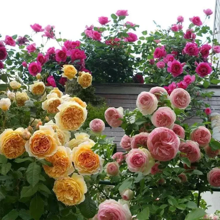 EverBloom Rose Seeds - A Living Wall of Flowers. + 50% OFF