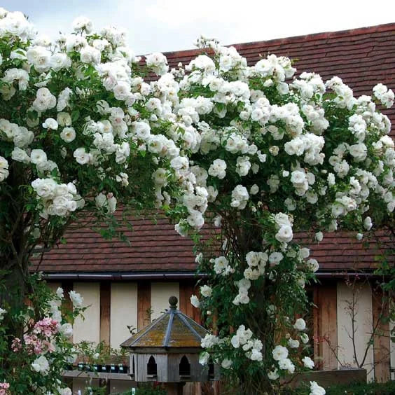 EverBloom Rose Seeds - A Living Wall of Flowers. + 50% OFF