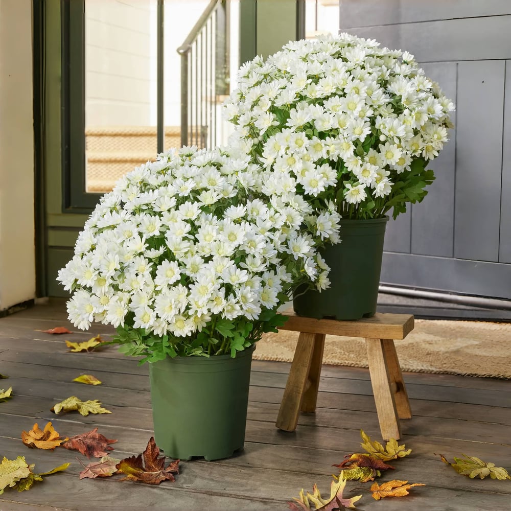 The EverFall Mum - A Perfect Fall Porch, Effortlessly - 50% OFF