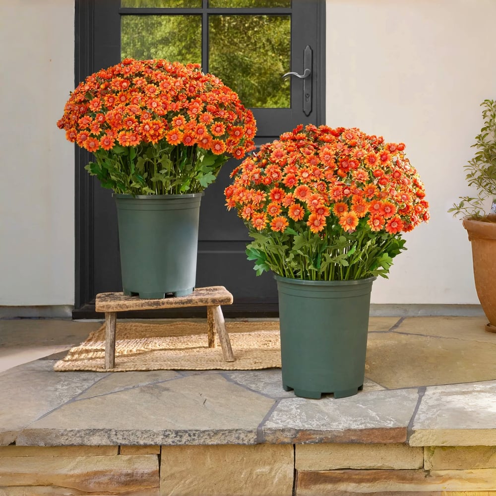 The EverFall Mum - A Perfect Fall Porch, Effortlessly - 50% OFF