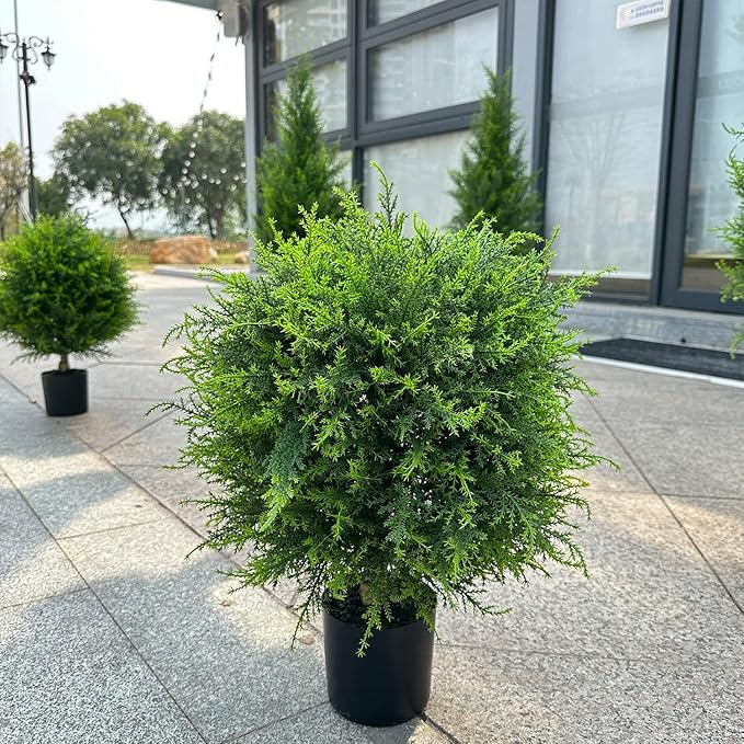 EverGreen Cedar Tree - Instant Curb Appeal + 50% OFF