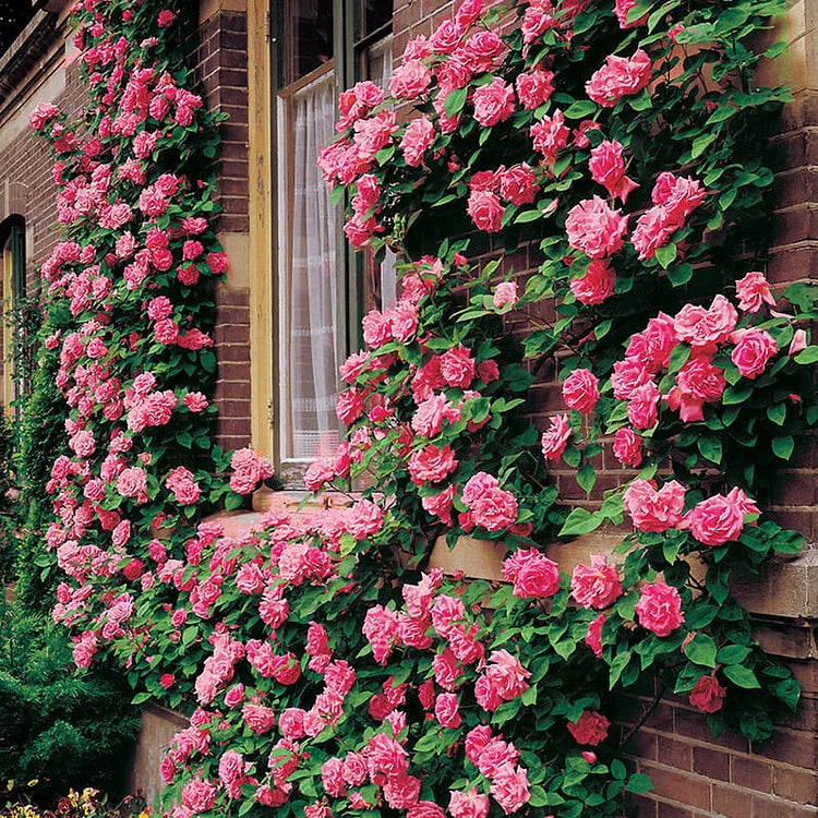 EverBloom Rose Seeds - A Living Wall of Flowers. + 50% OFF