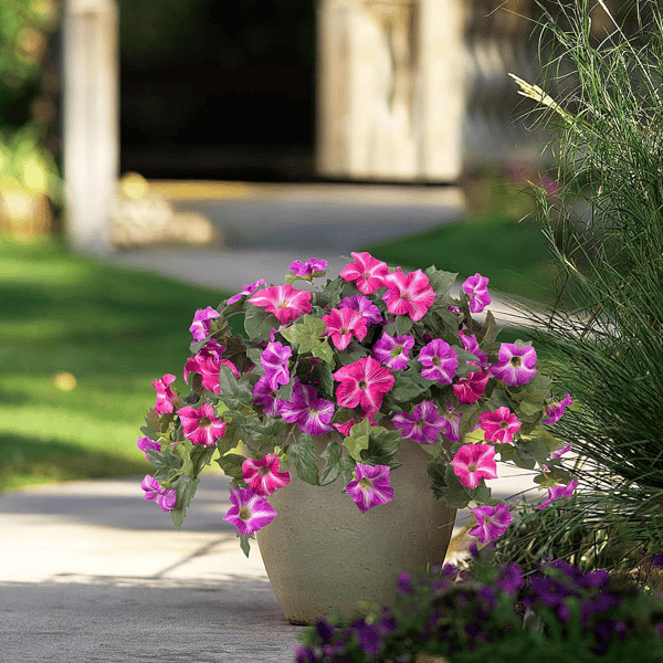 EverBloom Petunias - A Perfect Garden, Effortlessly - 50% OFF