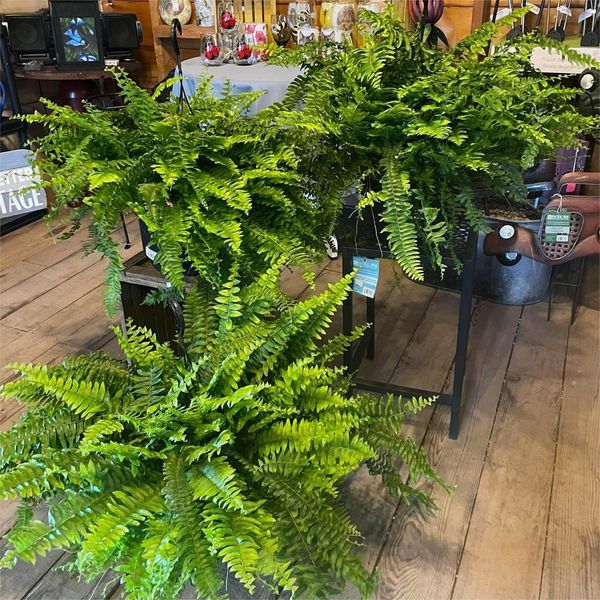 Forever Fresh Fern ¨C Lush Greenery That Lasts Forever - 60% OFF