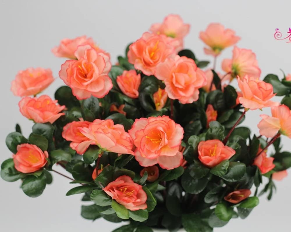 EverBloom Azaleas - A Perfect Garden, Zero Work + 1+1 FREE