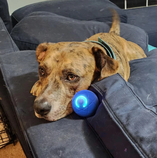 The PowerBounce Pet Ball - Endless Playtime, Rechargeable Fun + 50% OFF