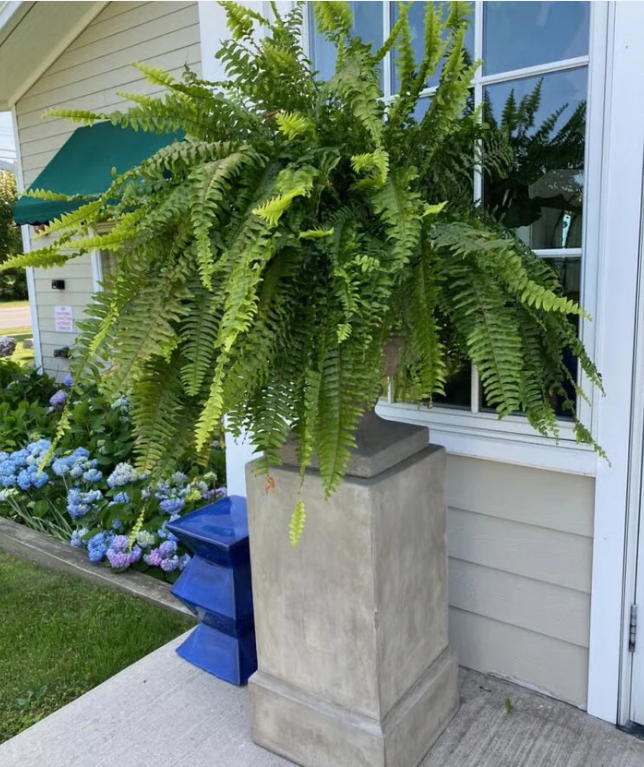Forever Fern - Bring nature home without the maintenance. 50% OFF
