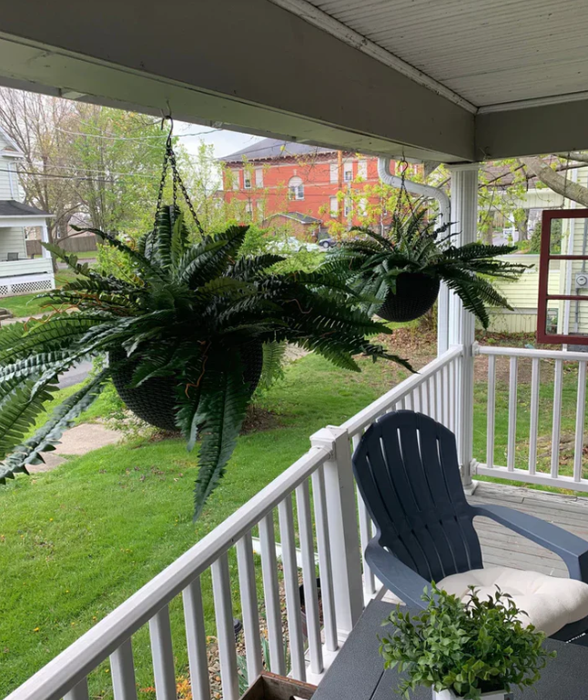 Forever Fern - Bring nature home without the maintenance. 50% OFF