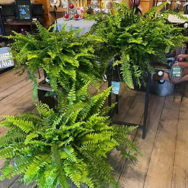 Forever Fern - Bring nature home without the maintenance. 50% OFF