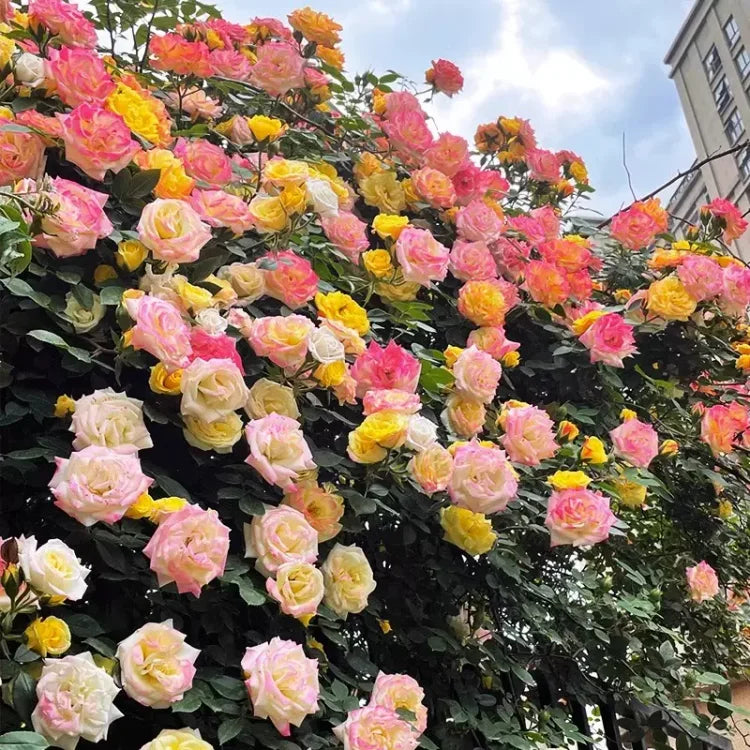 EverBloom Rose Seeds - A Living Wall of Flowers. + 50% OFF