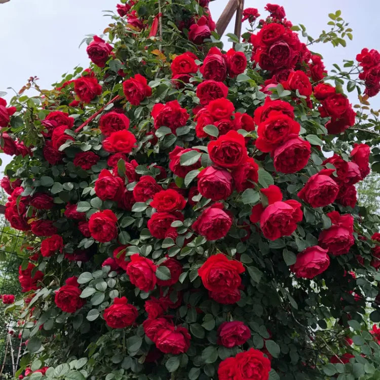 EverBloom Rose Seeds - A Living Wall of Flowers. + 50% OFF