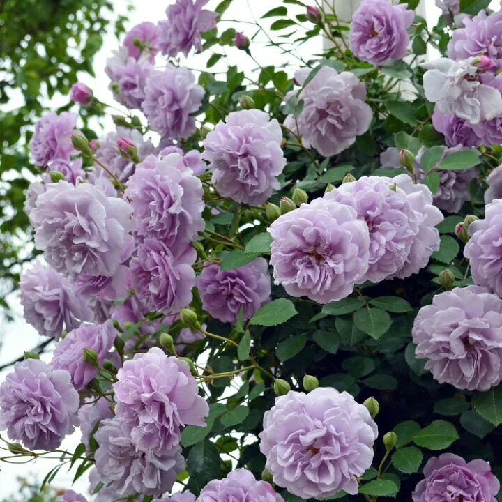 EverBloom Rose Seeds - A Living Wall of Flowers. + 50% OFF