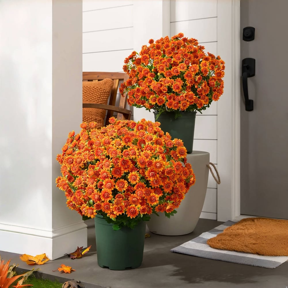The EverFall Mum - A Perfect Fall Porch, Effortlessly - 50% OFF