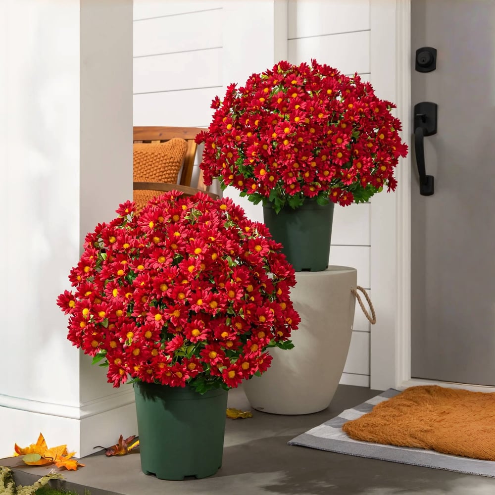 The EverFall Mum - A Perfect Fall Porch, Effortlessly - 50% OFF