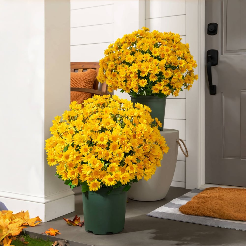 The EverFall Mum - A Perfect Fall Porch, Effortlessly - 50% OFF
